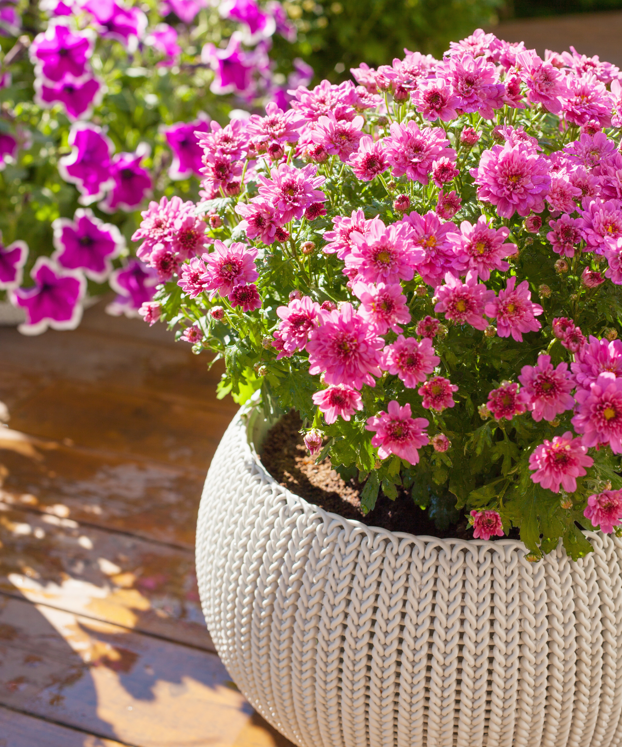 Pink potted mum