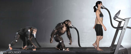 strength of a chimpanzee compared to a human