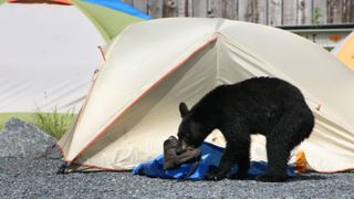 American black bear taking hiking boot from campsite