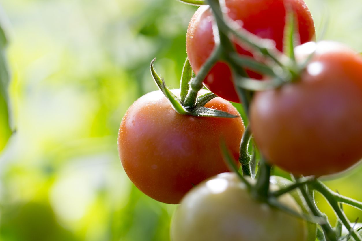 Tomatoes on the vine.