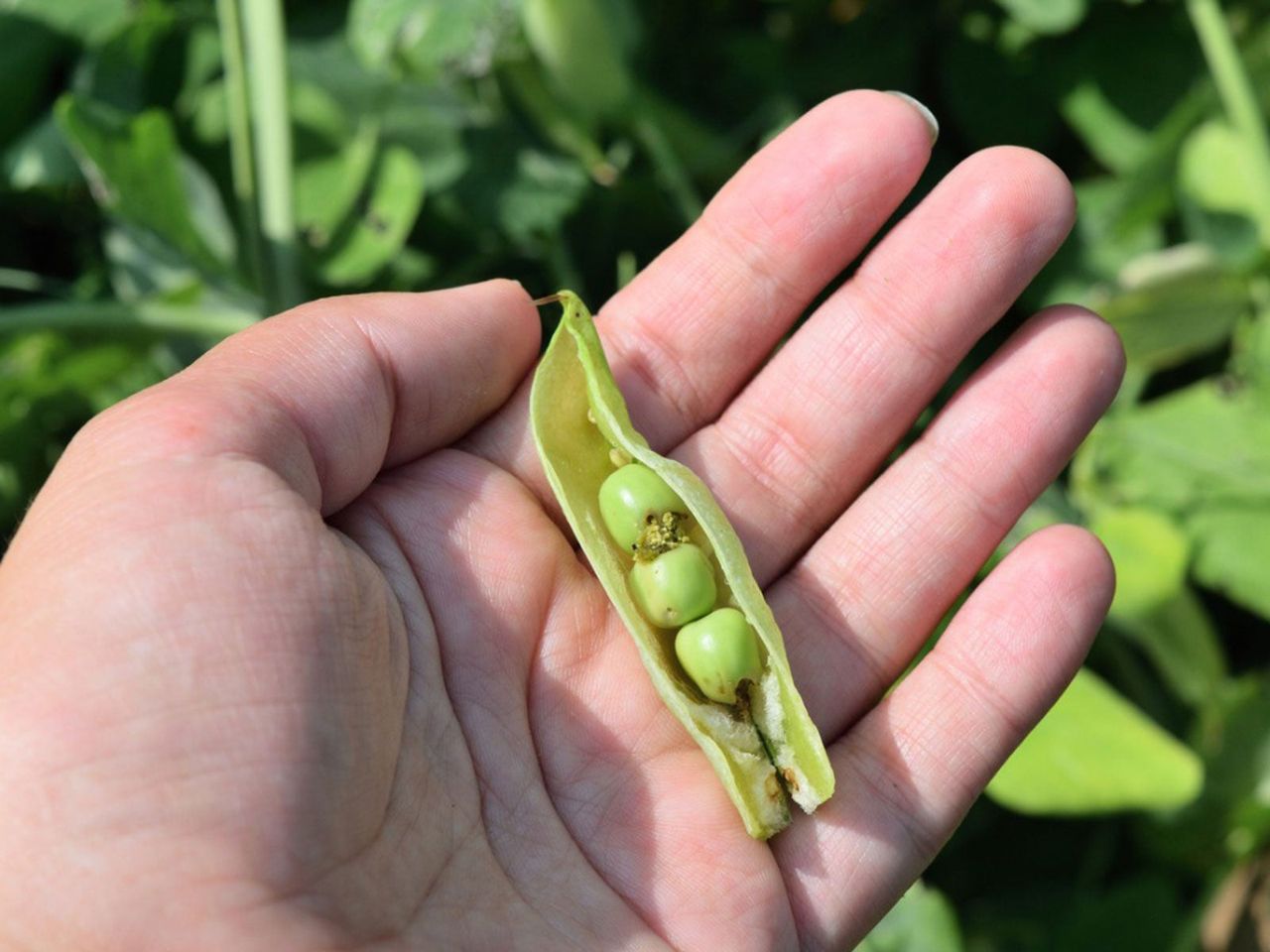 Hand Holding A Pea Plant