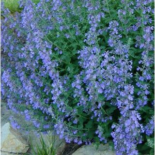 CATMINT 200 Seeds - Mother Nature's Seeds - Wildflower Seeds