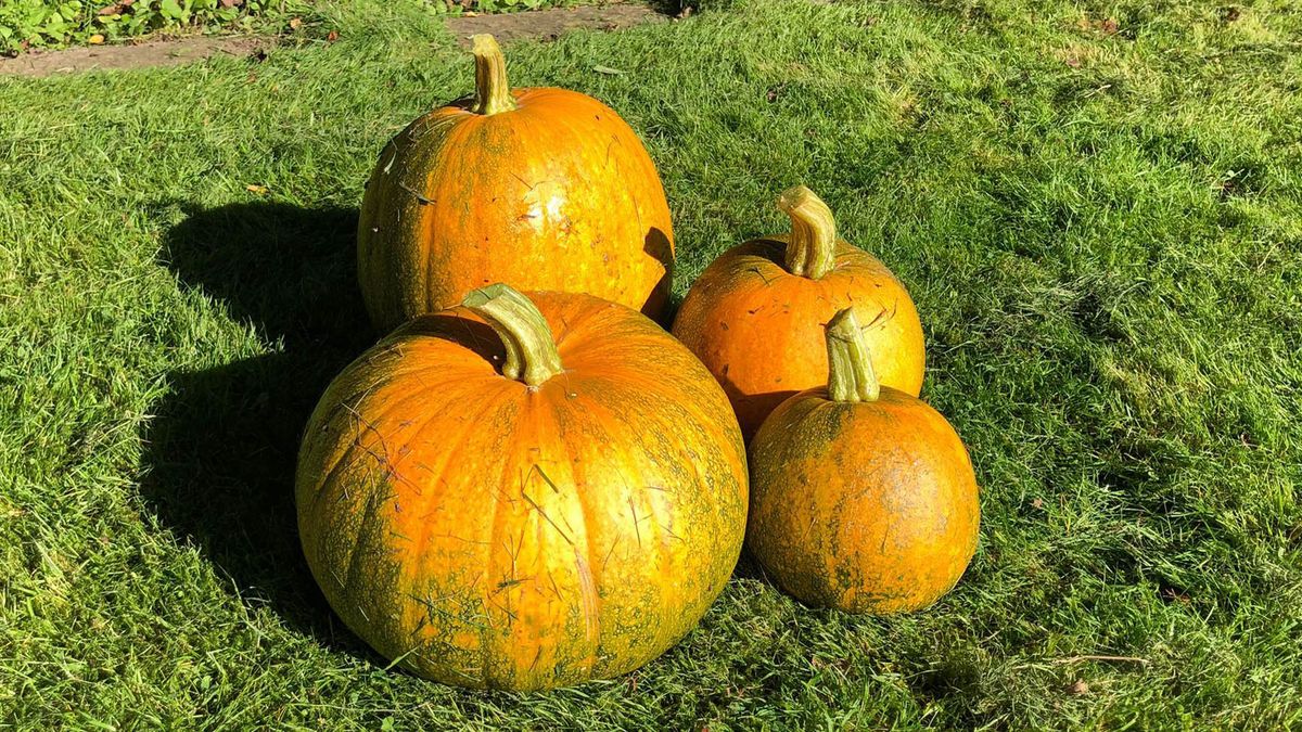 Four orange pumpkins sitting on the lawn