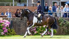 Coloured cob Mr Vincent and Danielle Heath head home with the 2025 Royal International cob championship; in 2026 the cobs are assessed by Leon King