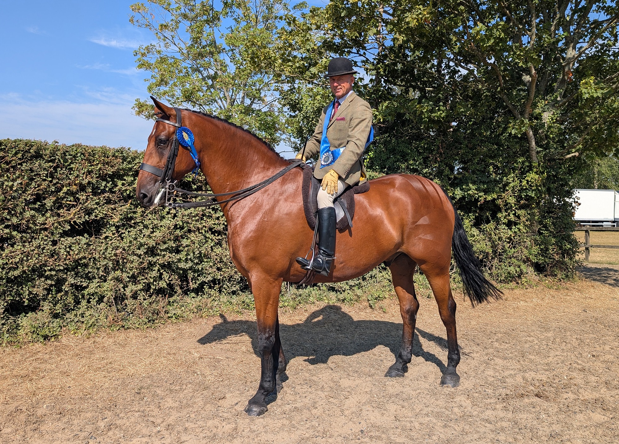 A bay part-bred Irish Draught of hunter type a blue winner&amp;rsquo;s rosette on his bridle ridden by a male rider wearing tweed jacket and a bowler hat and blue winners sash.