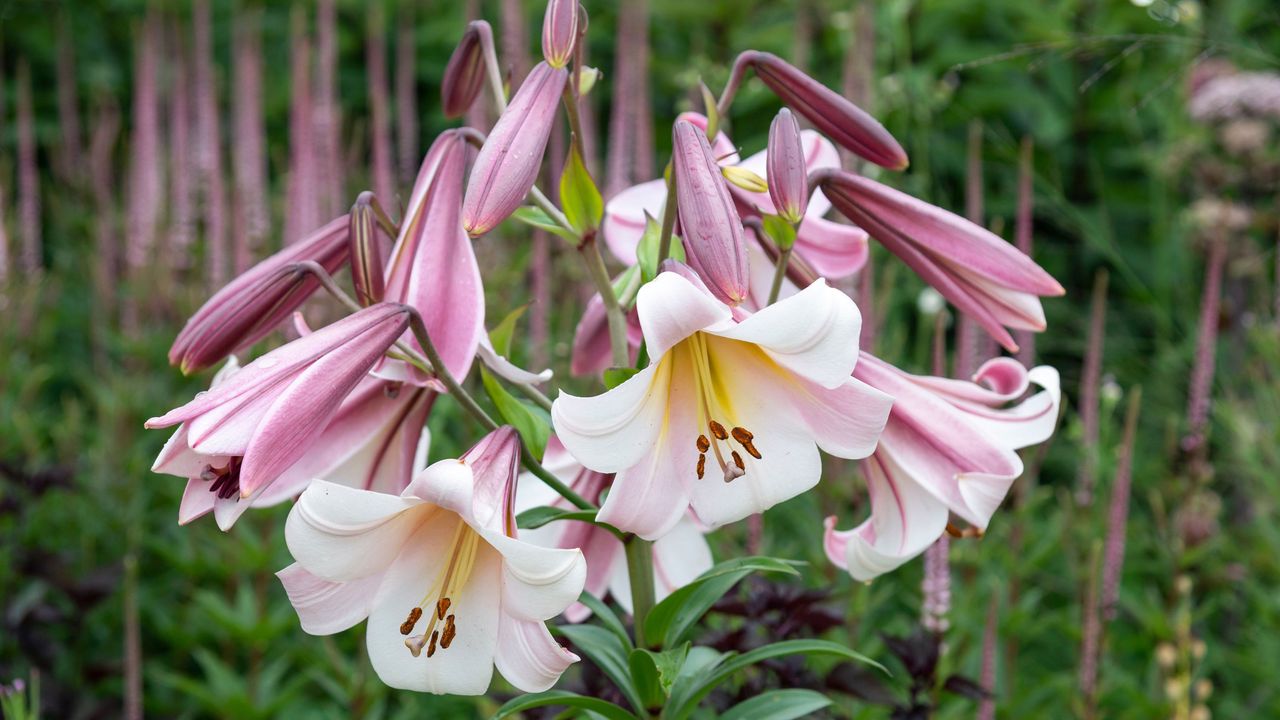 Pink and white Lilium &#039;Regale&#039; lilies growing in garden