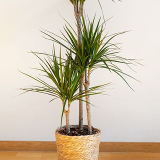 Dragon tree or Dracaena marginata houseplant growing in wicker basket pot