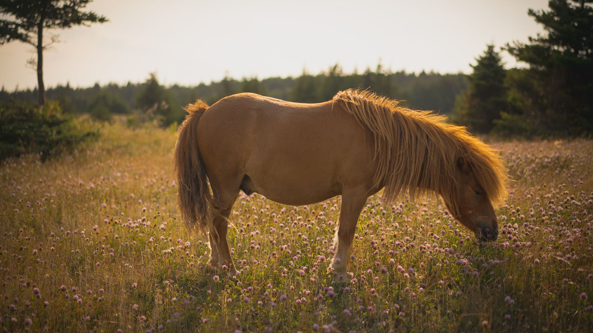 newfoundland pony in a flower meadow