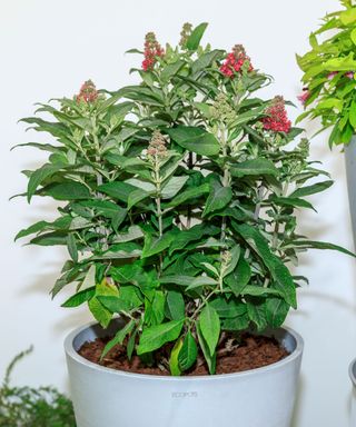 Buddleja davidii Little Ruby, shortlisted for RHS Chelsea Flower Show Plant of the Year 2022