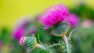 Scotch thistle