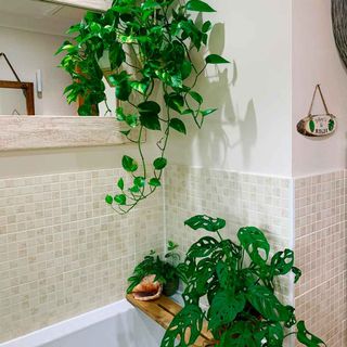 white walls with mosaic tiles and potted plants with money plant