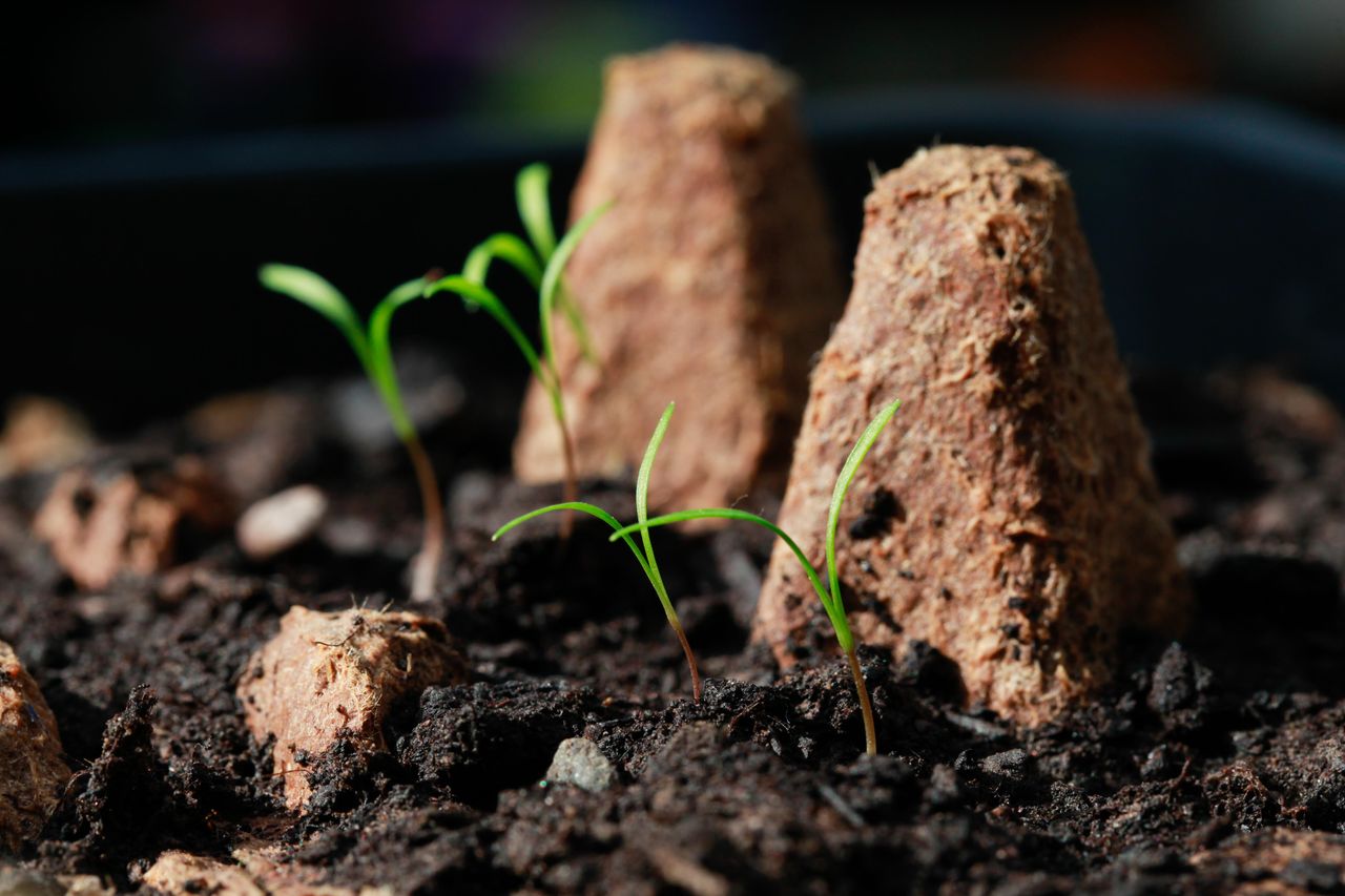 Carrot &#039;Early Nantes&#039; variety seedlings germinating indoors in an upcycled egg box