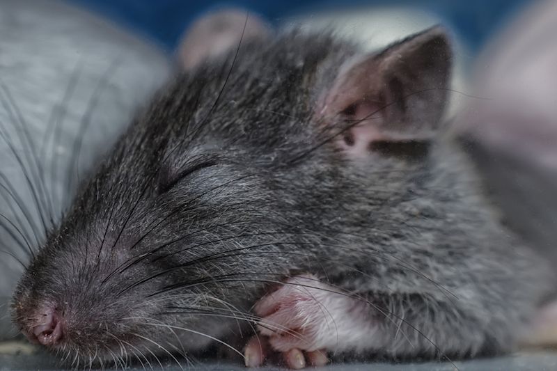 A lab rat, resting