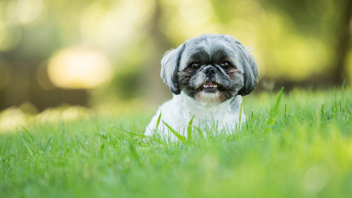 Little Shih tzu dog sitting in grass