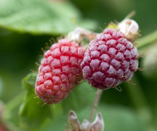 Two ripe loganberries pictured up close