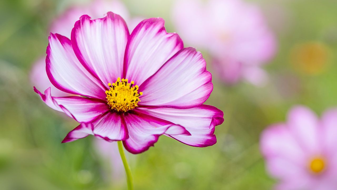 Beautiful and delicate pink and white cosmos flower