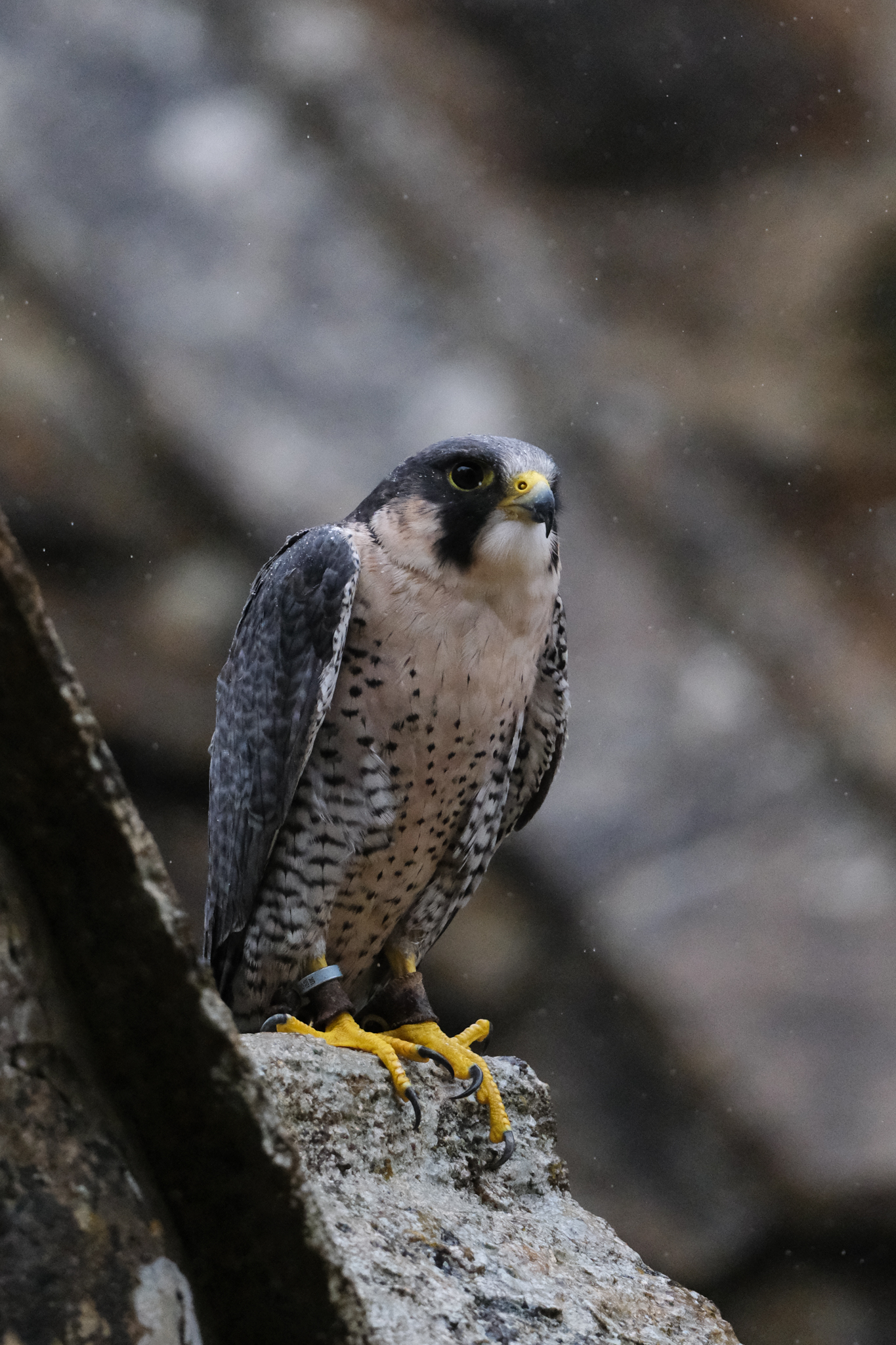 A photo of a bird of prey captured using a Fujifilm X-H2S and XF 400mm F4.5 R LM OIS WR telephoto lens