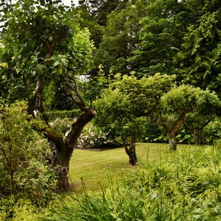 Apple and pear trees on grass lawn in garden