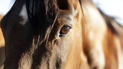 MPs have debated a petition calling for a public register for people convicted of animal abuse. Pictured a close up of a horse's face.