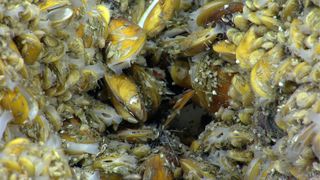 Methane seep mussel bed