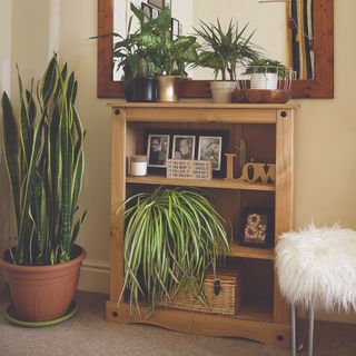 A shelf with houseplants and a mirror above