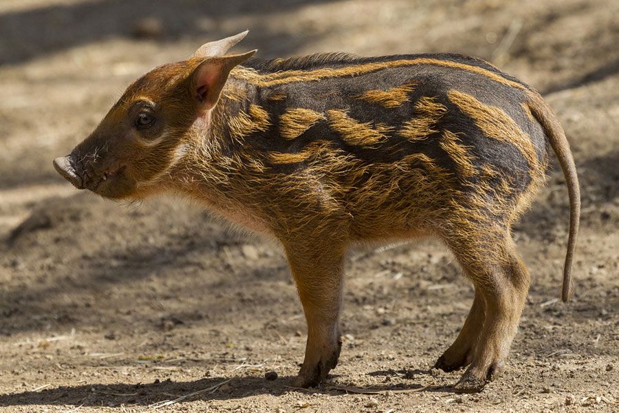 A 2-week-old red river hog piglet at the San Deigo Zoo.