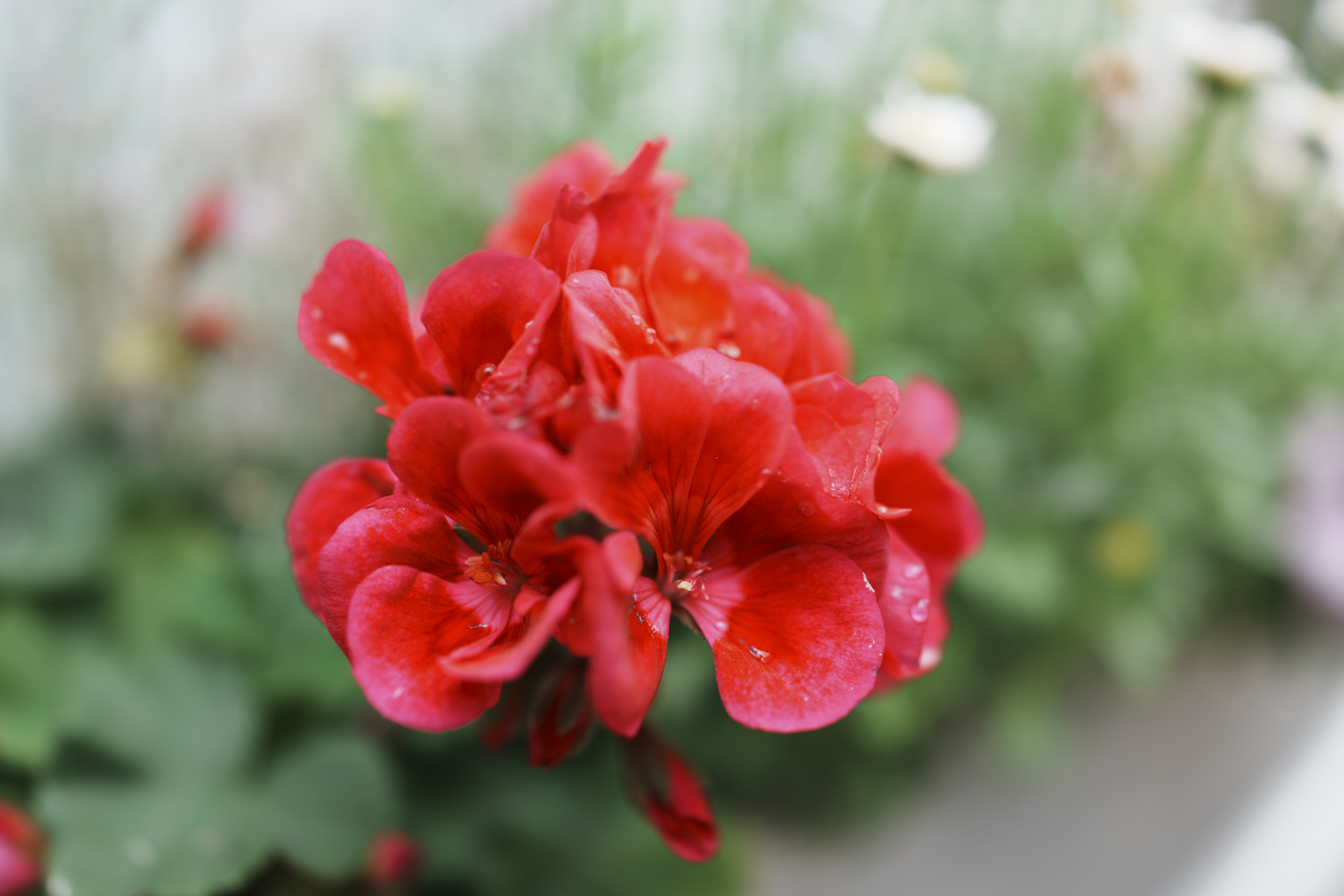 Sony RX1R III sample gallery: red flower closeup