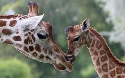 Giraffe Bine licks an older giraffe named Andrea at Friedrichsfelde Zoo in Berlin