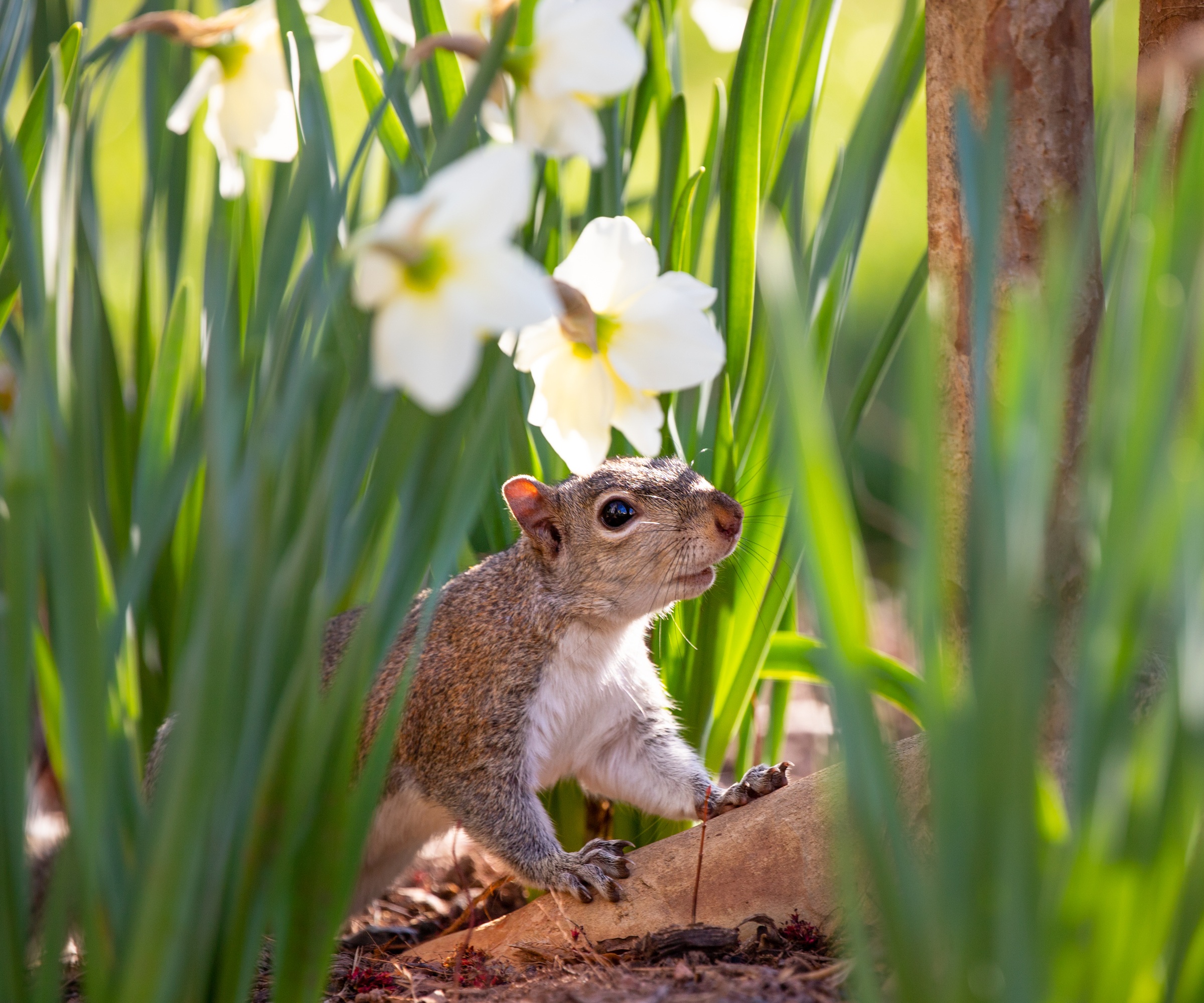 Daffodil, Grey Squirrel,