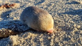 a de Winton's golden mole emerging from the sand in South Africa