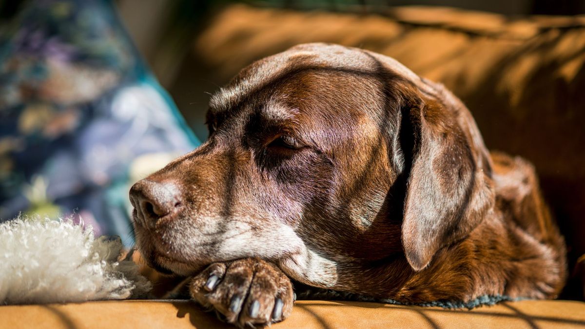 Old dog laying down