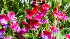 Pink sweet pea flowers