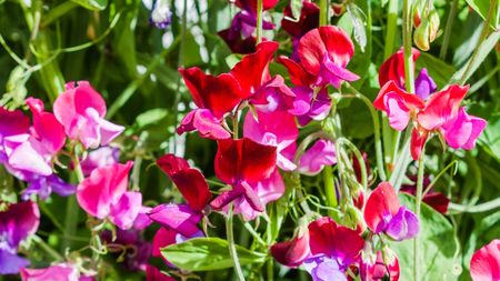 Pink sweet pea flowers