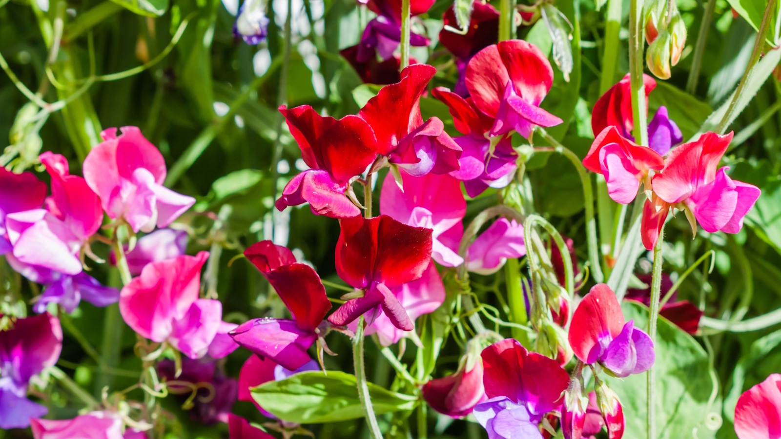 Pink sweet pea flowers