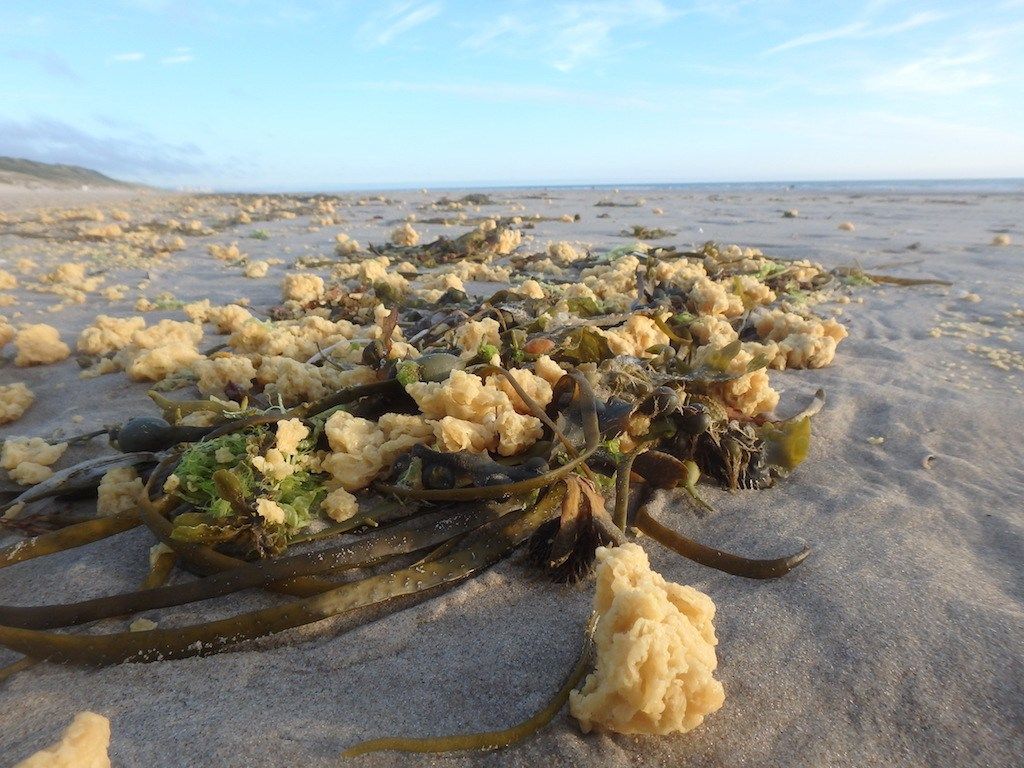 Photos: Weird Yellow Fluff Balls Wash Up on French Beaches: Page 2 ...