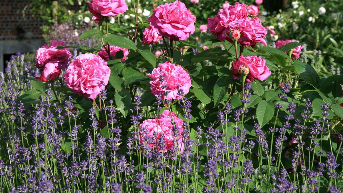 Pink roses and lavender in bloom