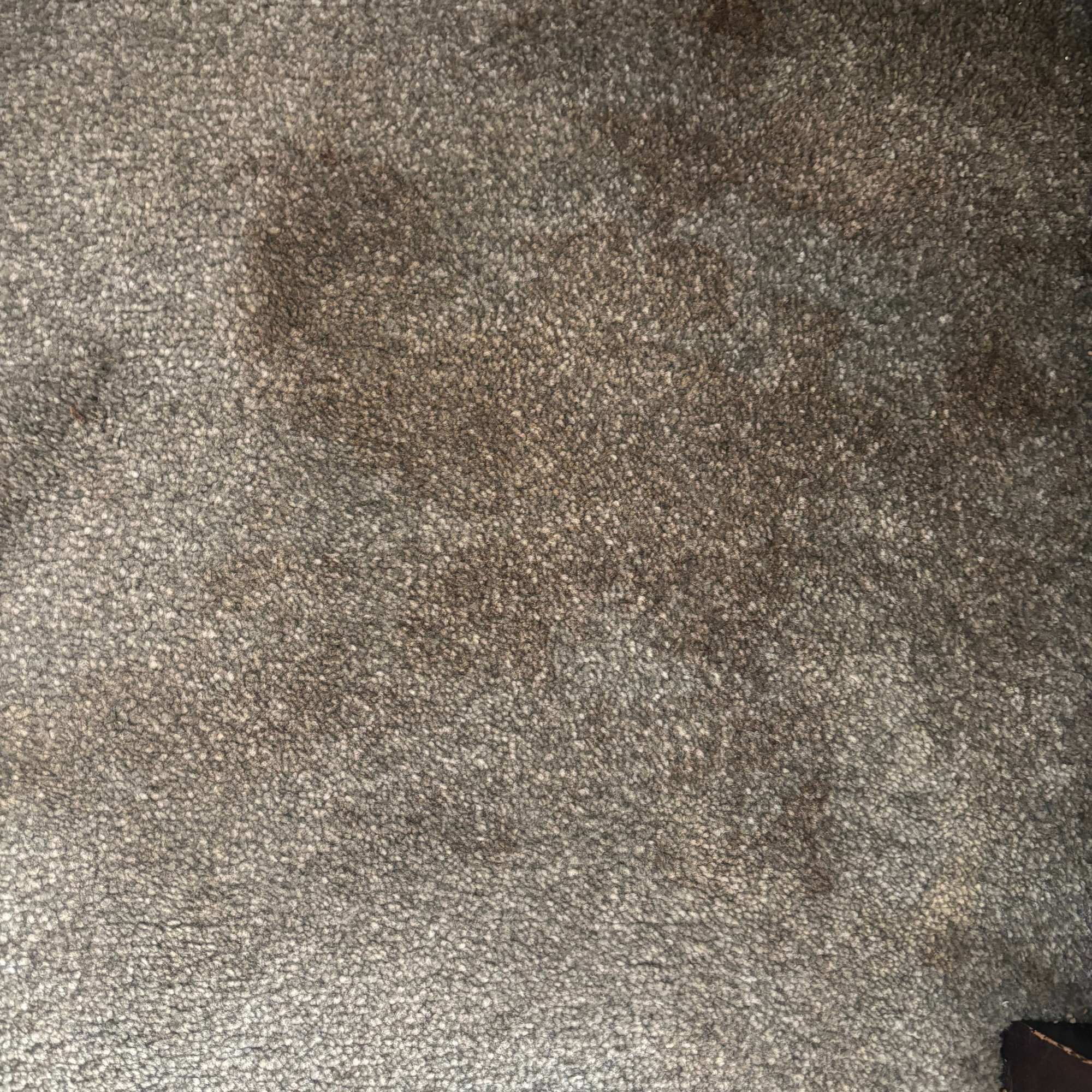 tea stained grey carpret