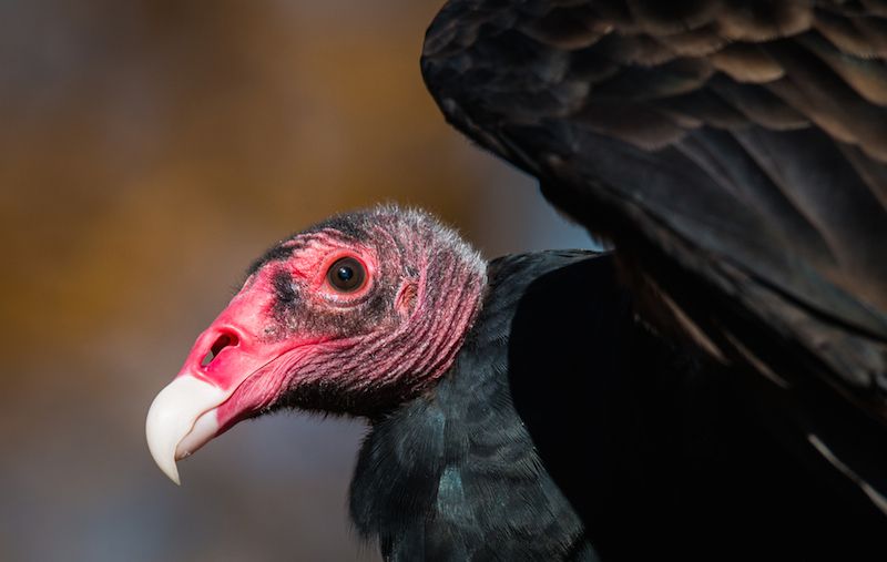 Turkey Vultures Eating