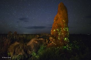 Wildlife Photographer of the Year 2017