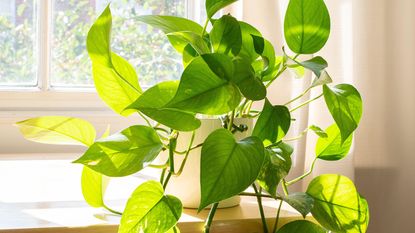 pothos plant in front of a window