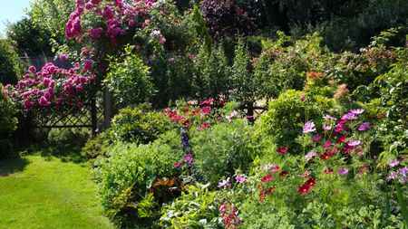 A garden in flower in summer