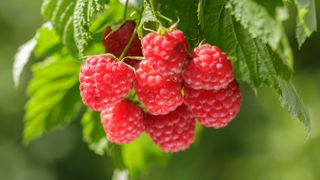 Raspberries