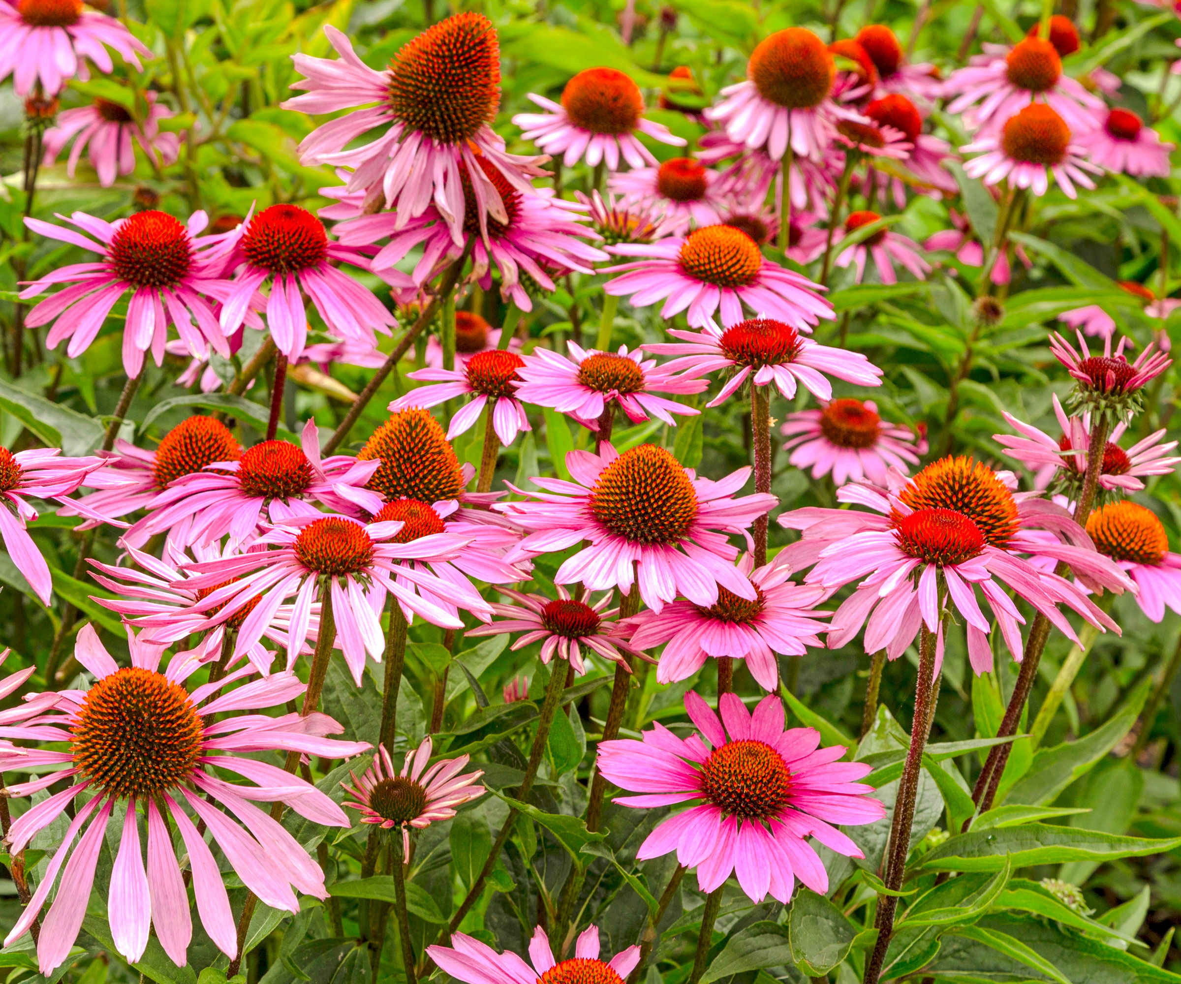 purple coneflowers with orange cone heads