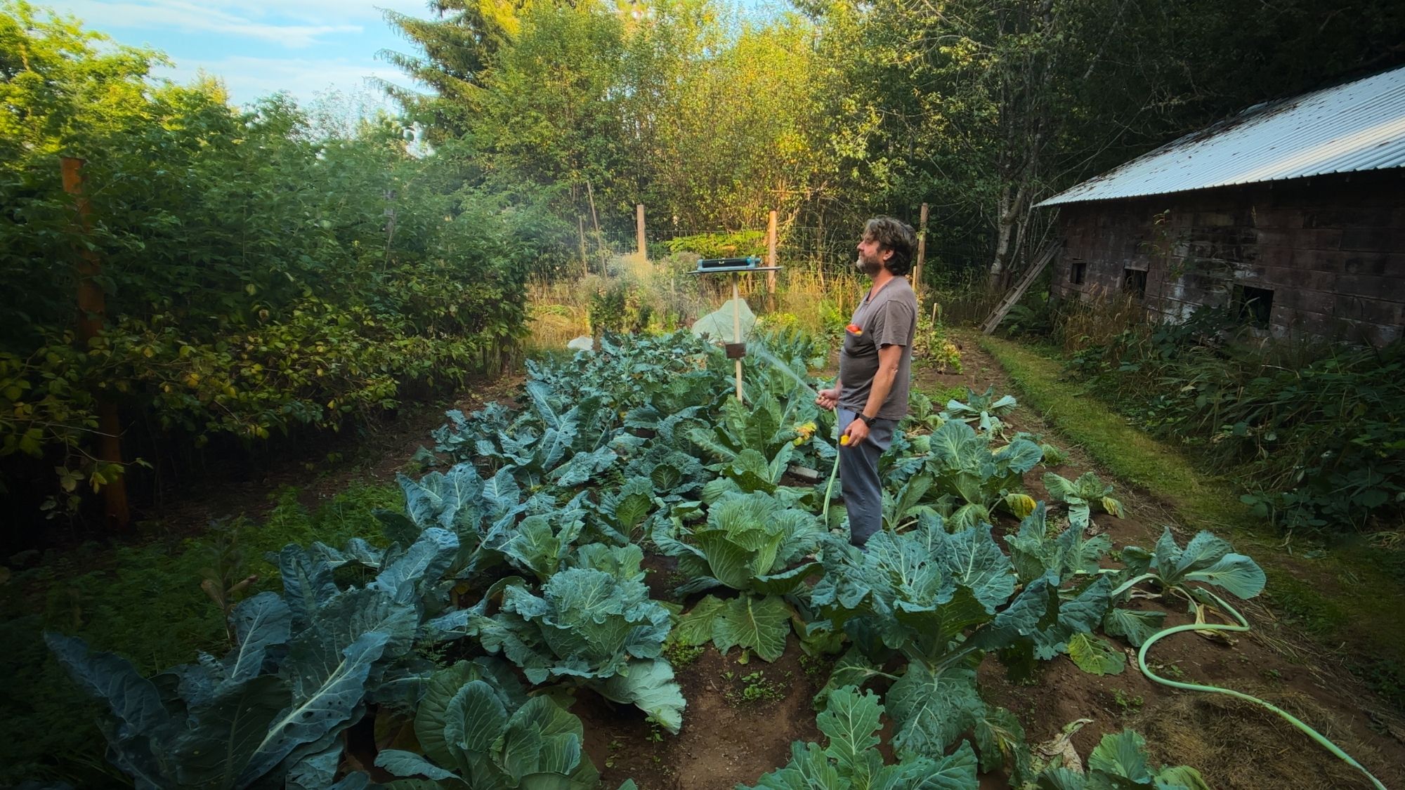 Zach Galafianakis waters tomatoes for This Is A Gardening Show