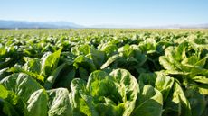 Field of organic lettuce growing in a sustainable farm in California