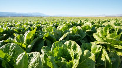 Field of organic lettuce growing in a sustainable farm in California