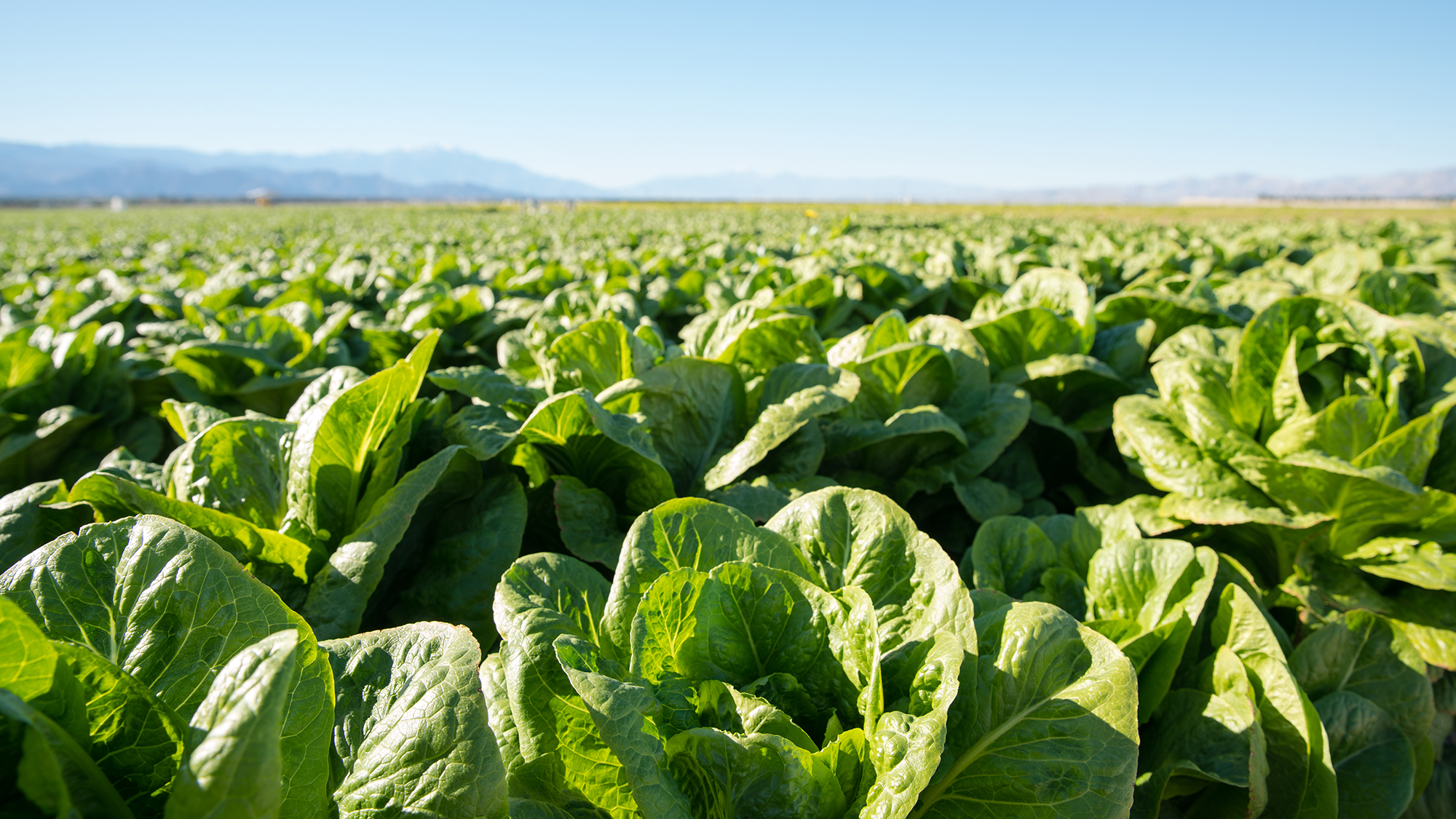 Field of organic lettuce growing in a sustainable farm in California