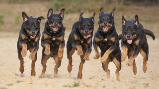 5 Rottweilers galloping