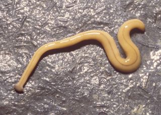 Bipalium adventitium is a flatworm from Asia that is now established from coast to coast in the northern United States. It probably hitched a ride with imported plants as long as a century ago.