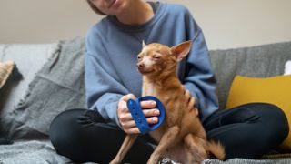 Dog getting massage